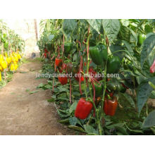 SP28 Lunmei madurez temprana al aire libre siembra semillas de pimiento dulce, campo abierto plantando semillas